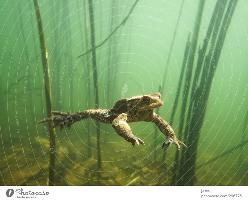 free float Environment Water Spring Pond Animal Wild animal Frog 1 Swimming & Bathing Dive Cool (slang) Nature Hover Underwater plant Colour photo Close-up