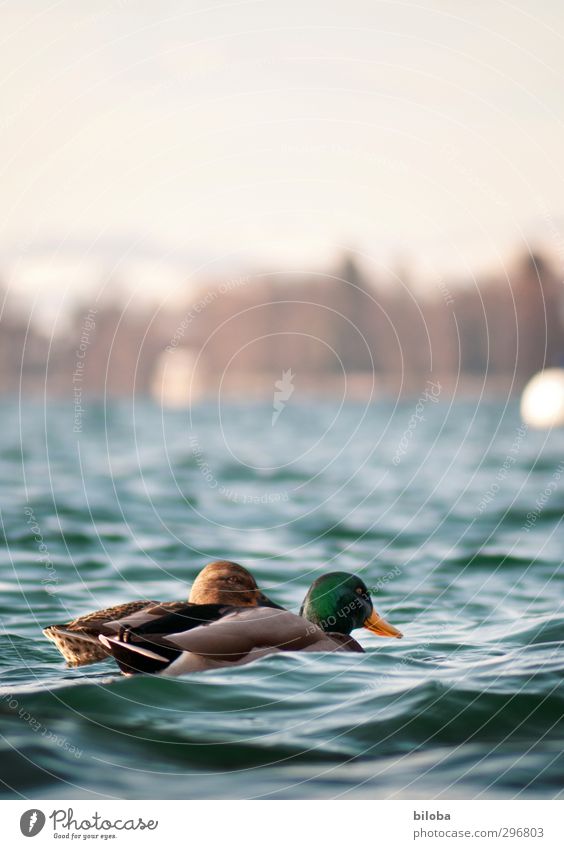 All my ducklings... Nature Landscape Animal Elements Water Summer Beautiful weather Waves Lakeside Wild animal Bird Duck 2 Blue Green Colour photo Exterior shot