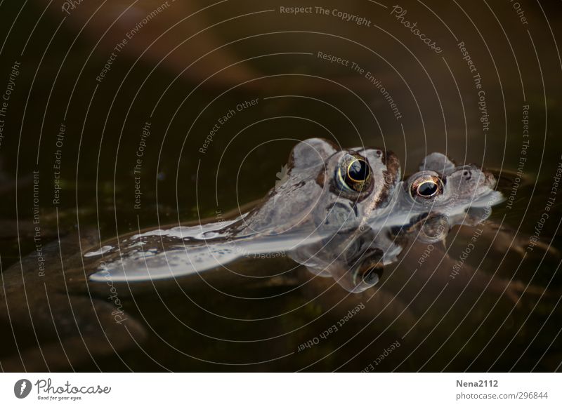coherence Nature Animal Water Spring Beautiful weather Pond Frog Animal face 2 Pair of animals To hold on Love Cold Brown Propagation Painted frog