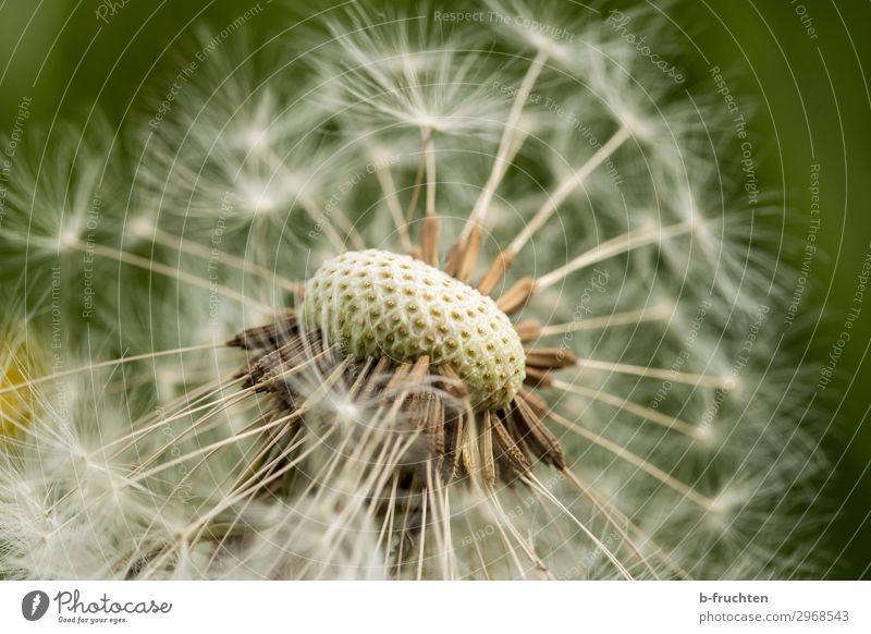 dandelion Environment Nature Plant Summer Flower Foliage plant Garden Meadow Free Happiness Fresh Hope Uniqueness Dandelion Seed plant Macro (Extreme close-up)