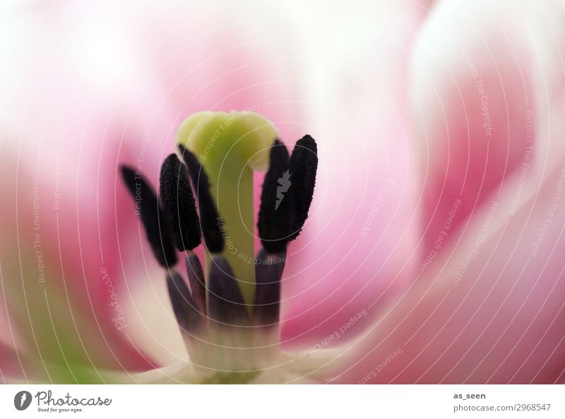 Pink Tulip Beautiful Wellness Harmonious Garden Nature Spring Summer Flower Blossom Stamen Blossom leave Pistil Blossoming Esthetic Fragrance Modern Black White