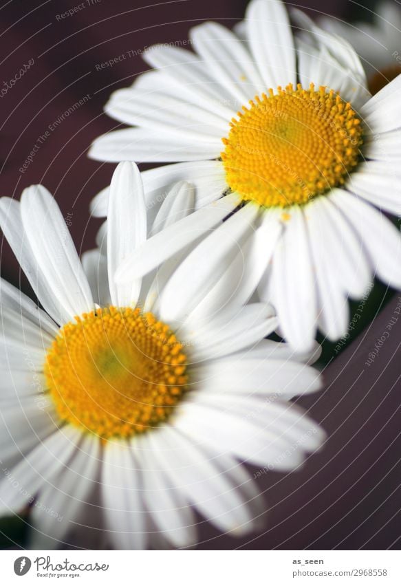 Two daisies Wellness Life Harmonious Environment Nature Plant Spring Summer Flower Blossom Daisy Touch Blossoming Esthetic Authentic Friendliness Brown Yellow