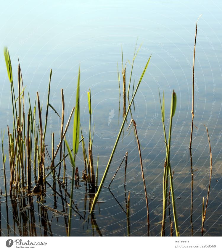 At the lake Vacation & Travel Trip Cycling tour Summer Environment Nature Landscape Plant Water Spring Beautiful weather Common Reed Grass Lakeside River bank