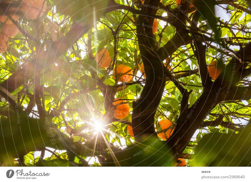 The sun shines through the branches of an orange tree Summer Nature Fresh Healthy Juicy Orange sunbeams copy space food fruit Glitter nobody organic food