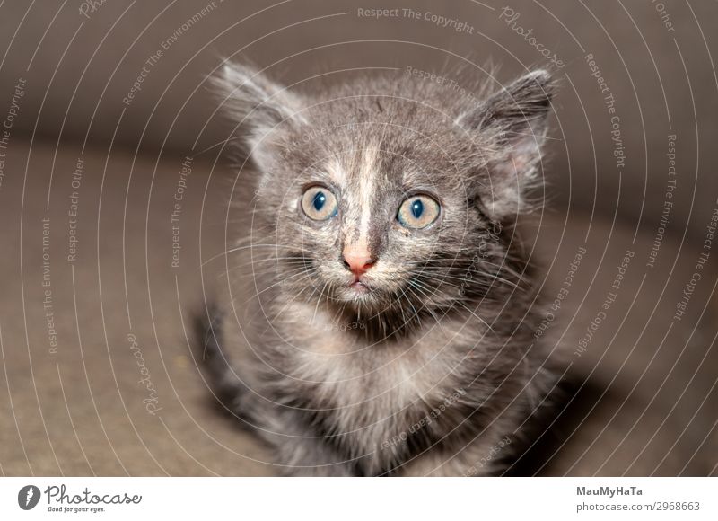 Little cat playing on the home Joy Beautiful Playing Baby Infancy Nature Animal Fur coat Pet Cat Sit Small Funny Cute Soft Gray Red White Kitten Domestic furry