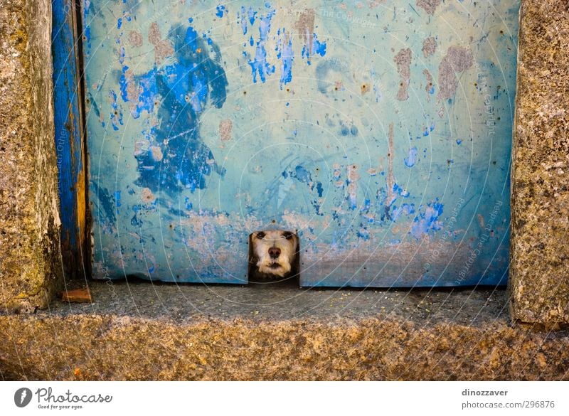 Dog barking through the door Joy House (Residential Structure) Animal Door Pet Old Observe Wait Small Funny Cute Blue Gold Protection Loneliness Dangerous