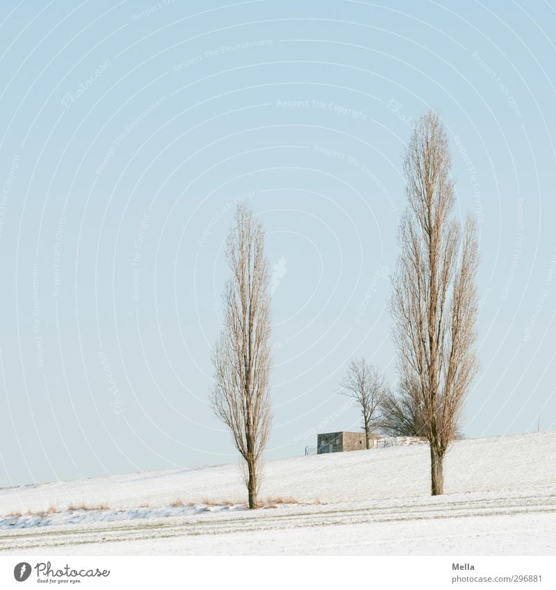 Tuscany of the North Environment Nature Landscape Plant Sky Winter Snow Tree Poplar Field Hut Building Transformer Growth Cold Blue Sustainability Calm