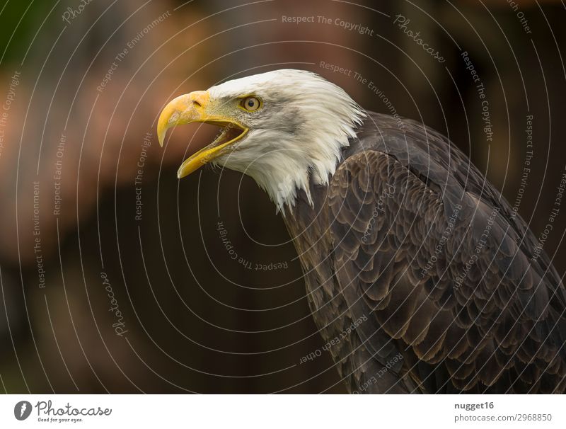 bald eagle Environment Nature Animal Spring Summer Autumn Winter Climate Beautiful weather Park Meadow Forest Virgin forest Wild animal Wing Claw Zoo Bald eagle