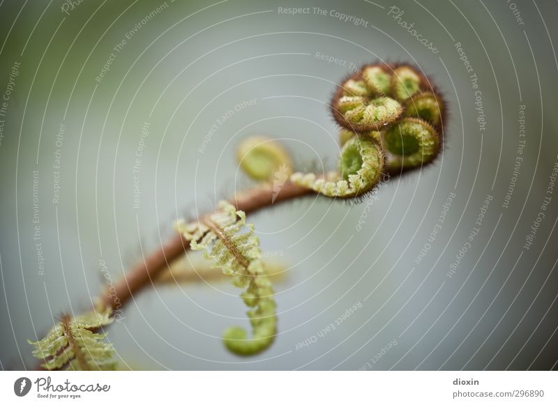 fern colours Environment Nature Plant Fern Leaf Foliage plant Wild plant Growth Natural Spiral Colour photo Close-up Detail Macro (Extreme close-up) Deserted