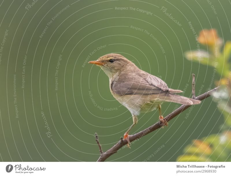 Zilpzalp on a branch Nature Animal Sunlight Beautiful weather Bushes Leaf Twigs and branches Wild animal Bird Animal face Wing Claw Chiff-chaff Willow Warbler