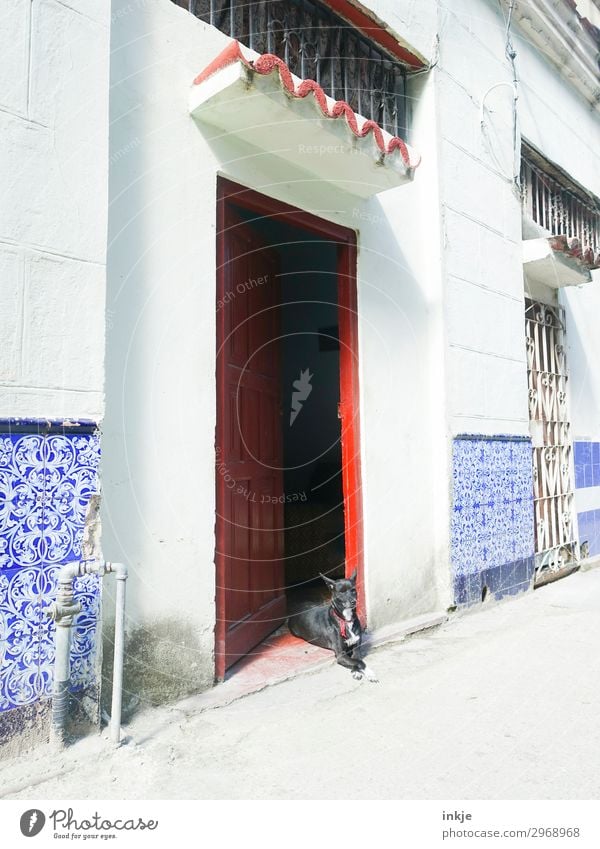 Cuban watchdog Deserted House (Residential Structure) Entrance Wall (barrier) Wall (building) Facade Door Animal Pet Dog 1 Authentic Blue Red White Colour photo