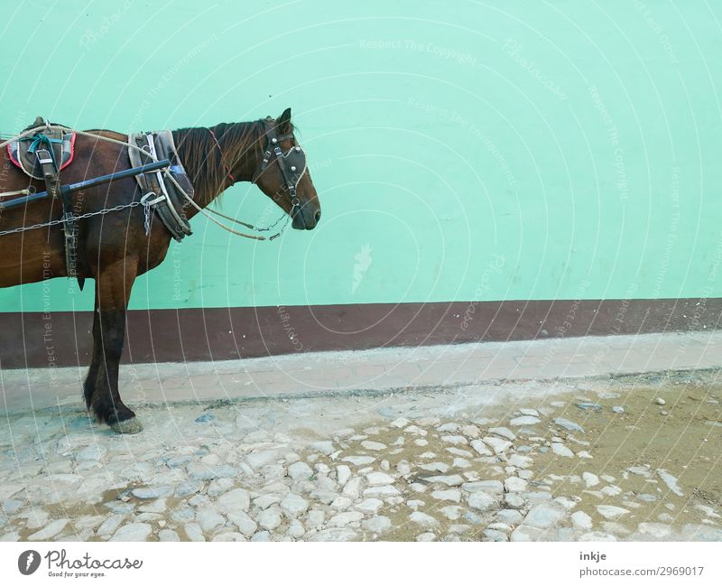 half Cuban horse Deserted Cobblestones Wall (barrier) Wall (building) Facade Transport Horse-drawn carriage Farm animal 1 Animal Stand Wait Old Authentic Simple
