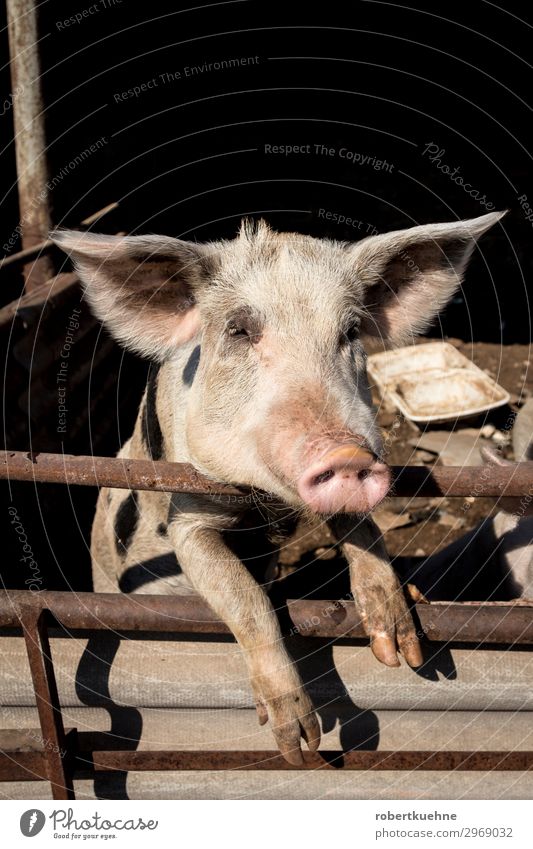 Domestic pig looks out of his stable Nature Animal Pet Farm animal Animal face Swine 1 Looking Friendliness Curiosity Pink Greece Pigs Agriculture Meat
