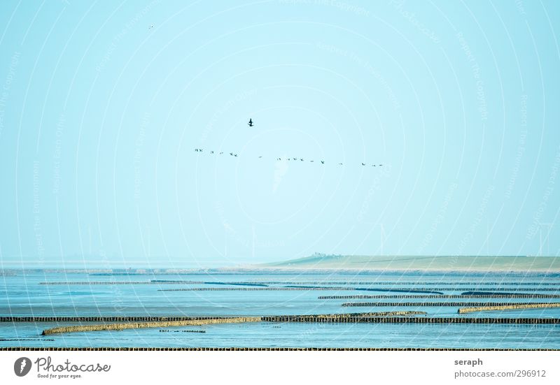 North Frisland Coast ecosystem North Sea Bird's colony Flock Clutch Sandbank brut reserve Maritime Tide Landscape Mud flats Wind energy plant sky flight