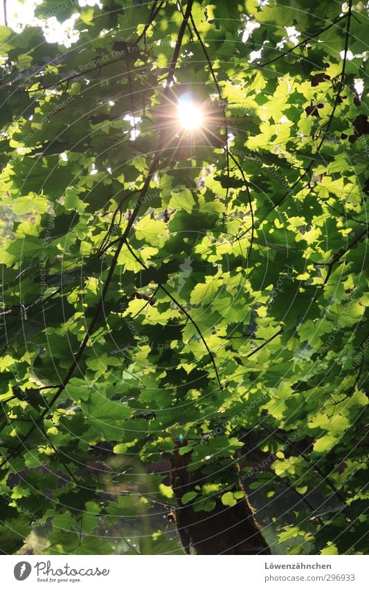 Green ray of hope Nature Plant Water Sun Sunlight Summer Beautiful weather Tree Leaf Maple tree Forest River Nagold Illuminate Friendliness Bright
