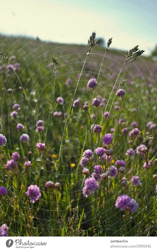 clover Meadow Pasture Clover Landscape Hill Grass Blossom Blossoming Flower Summer Summer's day Hiking Nature Free Vacation & Travel Relaxation Calm