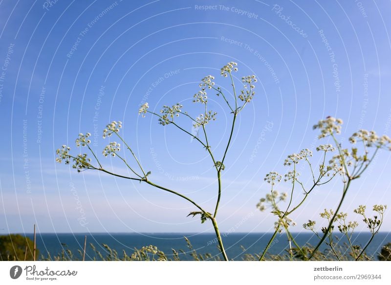 Yarrow at the Bodden Common Yarrow Daisy Family Aster Medicinal plant Vacation & Travel Island Mecklenburg-Western Pomerania Ocean Boddenlandscape NP