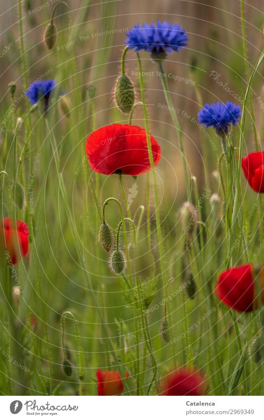 Blue and red and green, cornflowers and poppies in the meadow Nature Plant Summer Flower Grass Leaf Blossom Cornflower Corn poppy Garden Meadow Field Blossoming