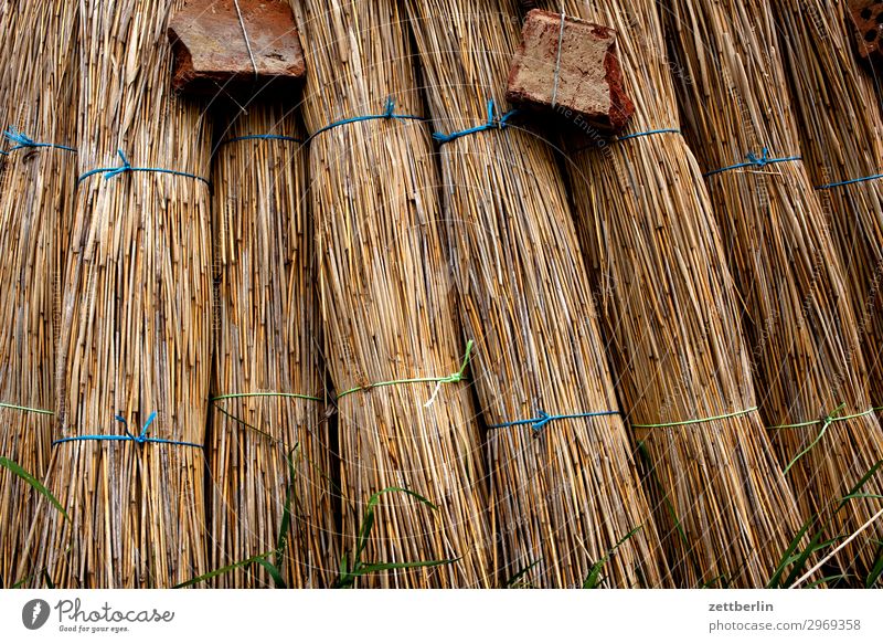 Straw again Rügen Riet Marsh grass Doll Thatched roof Reet roof Roof Roofer Craft (trade) Historic Tradition Material Natural material Dry Organic produce