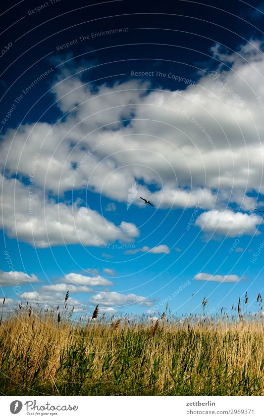 Meadow down, sky up, bird in the middle Vacation & Travel Island Agriculture Mecklenburg-Western Pomerania good for the monk Nature Rügen Tourism Horizon
