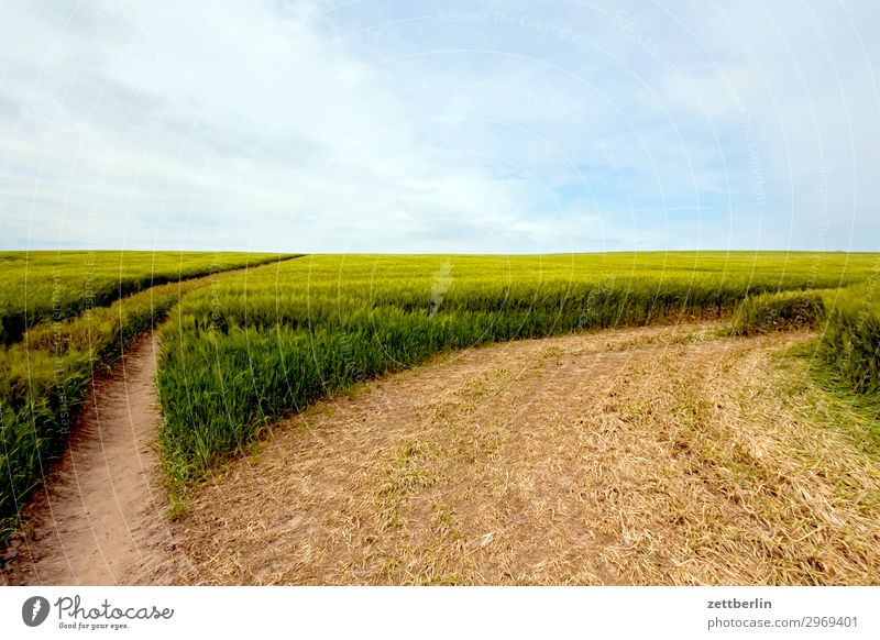 cornfield Field Margin of a field Vacation & Travel Grain Island Agriculture Mecklenburg-Western Pomerania good for the monk Nature Travel photography Rügen