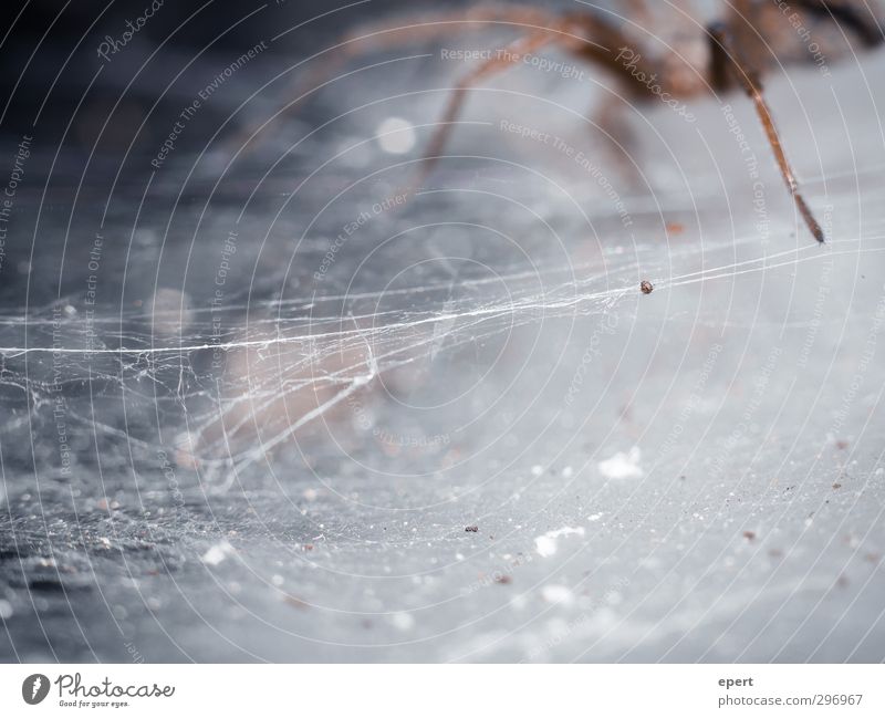 The Architect Animal Spider 1 Build Crawl Disgust Creepy Cold Testing & Control Art Precision Senses Spider's web Produce Tension Colour photo Close-up Detail
