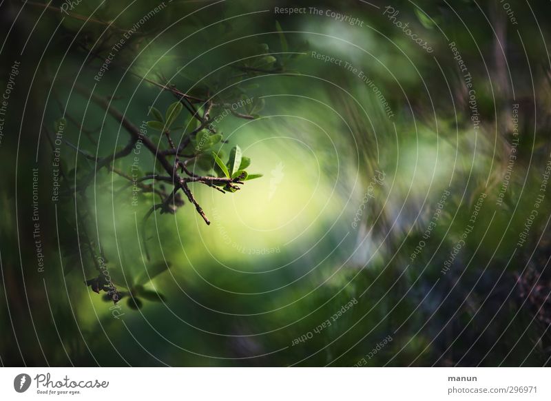 jungles Nature Tree Leaf Twig Forest Flare Shaft of light Illuminating Bright spot Dark Natural Positive Green Colour photo Exterior shot Detail Deserted