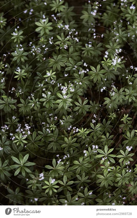 Closeup of leaves and little wild flowers Beautiful Summer Garden Wallpaper Entertainment Environment Nature Plant Flower Leaf Blossom Small Natural Wild Green