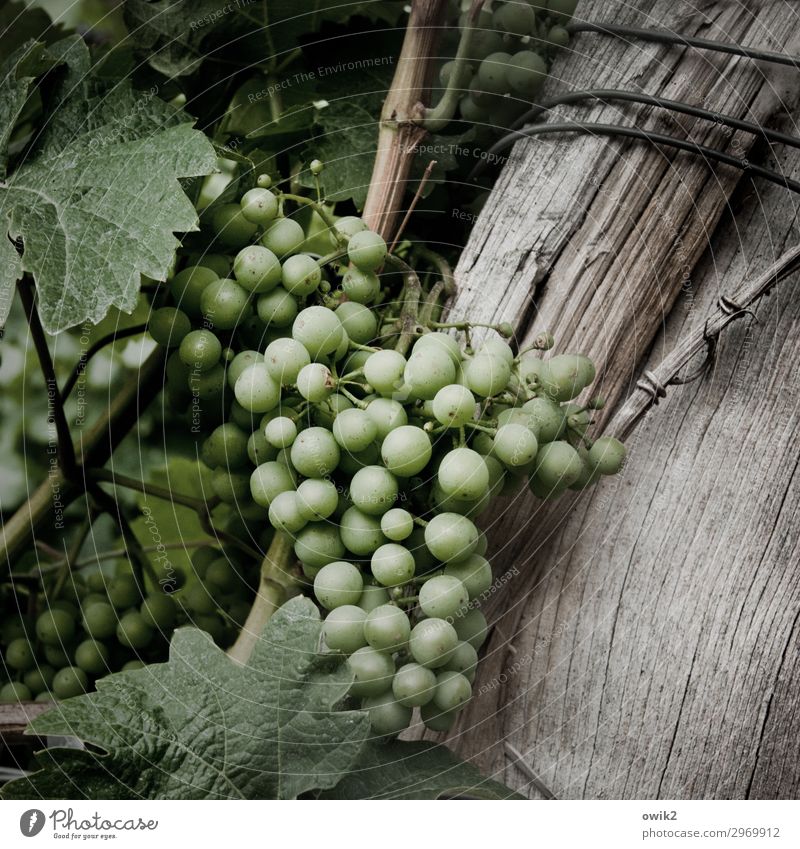 Dry white Environment Nature Plant Agricultural crop Vine Wine growing Bunch of grapes Vine leaf Winery Wood Hang Growth Together Small Near Natural Round Juicy