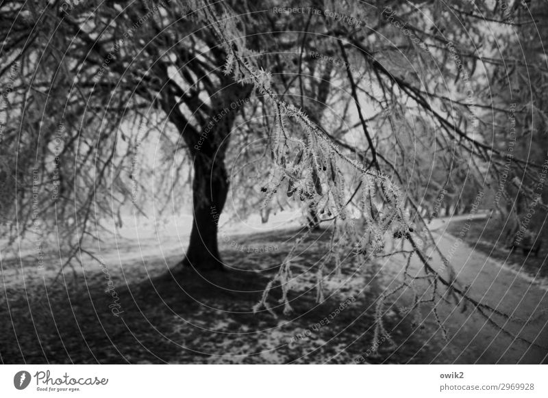 iced Environment Nature Landscape Plant Winter Beautiful weather Tree Grass Twigs and branches Ice crystal Lanes & trails Dark Cold Black & white photo