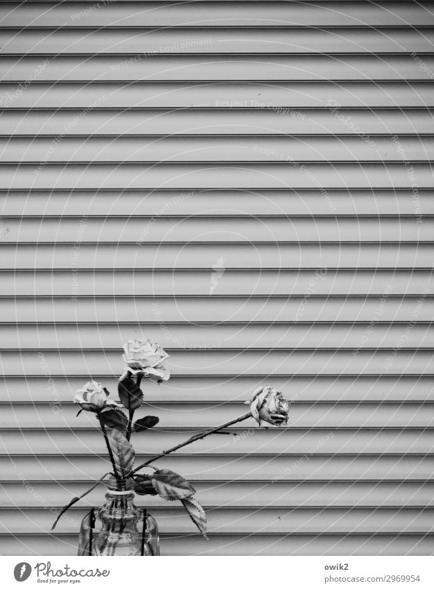 The flowering life Flower Flower vase Rose Rose blossom Rose leaves Gate Metal Gloomy Closed Black & white photo Exterior shot Detail Structures and shapes