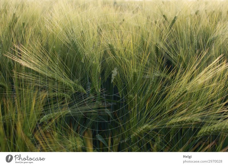 Barley field with unripe grain ears Food Grain Environment Nature Plant Summer Beautiful weather Agricultural crop Barleyfield Ear of corn Field Stand Growth
