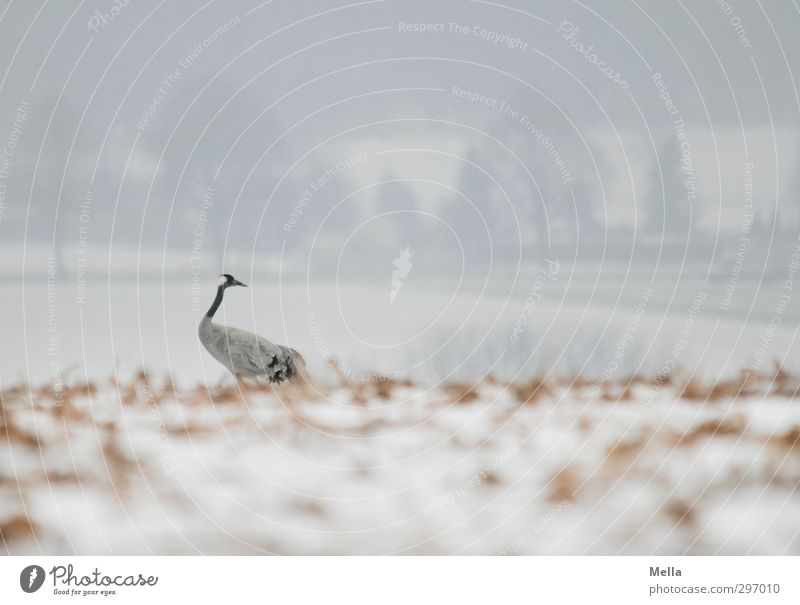 TURNAROUND. Environment Nature Landscape Animal Earth Winter Snow Field Wild animal Bird Crane 1 Rotate Looking Stand Natural Curiosity Gloomy Cold Search