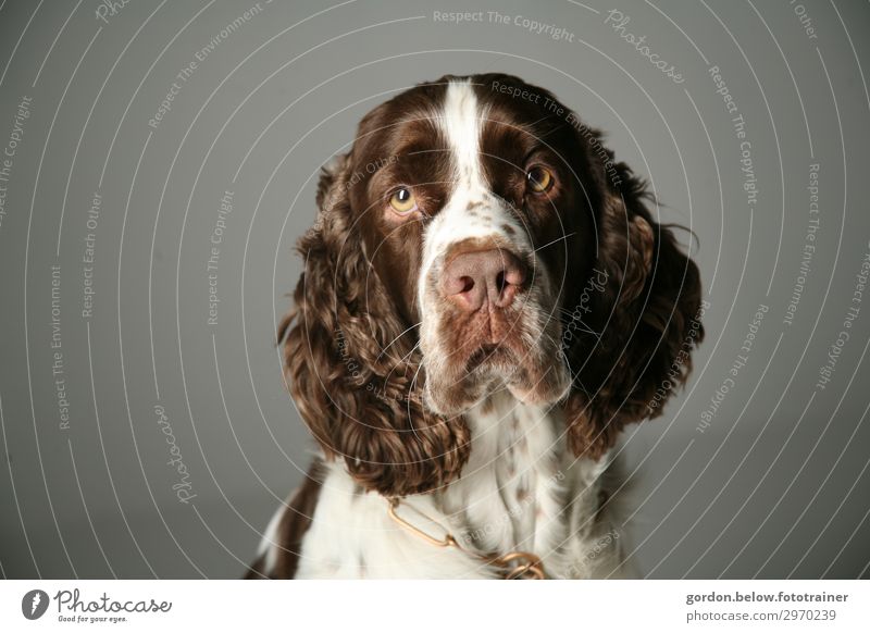 #Ludo /Love Animal Dog 1 Discover Relaxation Sit Beautiful Soft Brown Black White Power Willpower Colour photo Subdued colour Studio shot Deserted