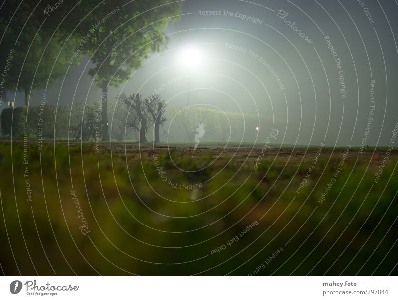 Nebulised Nature Night sky Fog Tree Threat Dark Creepy Bright Curiosity Brown Gray Green Emotions Moody Trust Watchfulness Self Control Hope Loneliness Fear