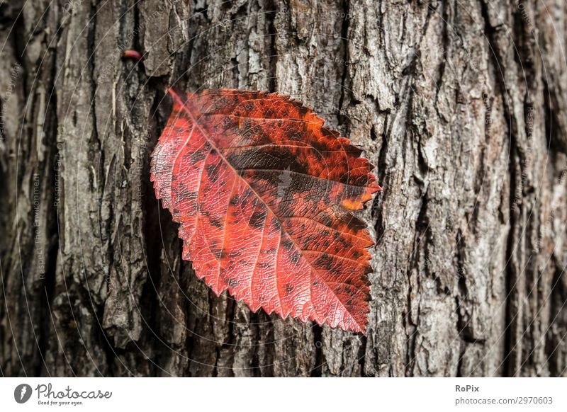 Fall foliage on a tree trunk. Lifestyle Design Healthy Athletic Fitness Wellness Relaxation Calm Meditation Leisure and hobbies Hiking Education Agriculture