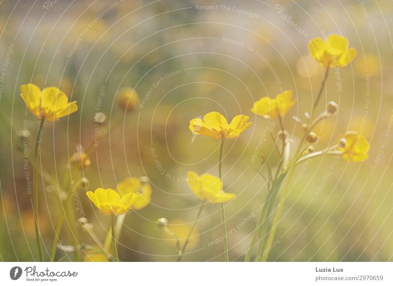 soft yellow Plant Flower Wild plant Marsh marigold Yellow Sunbeam Delicate Beautiful Colour photo Exterior shot Copy Space top Day Shallow depth of field