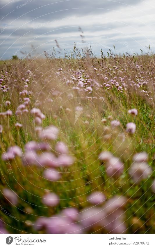 dry meadow Meadow Flower Blossoming Clover Vacation & Travel Island Coast Mecklenburg-Western Pomerania good for the monk Nature Baltic Sea Baltic island