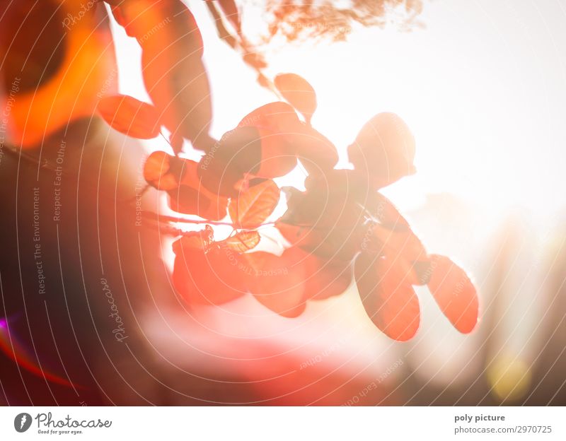 Red wig bush - Cotinus coggygria - colourful play of colours Environment Nature Plant Sunrise Sunset Sunlight Summer Autumn Beautiful weather Bushes Idyll