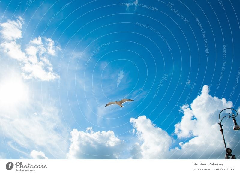 seagull with blue sky and some clouds as background Animal Wild animal Bird Wing 1 Flying Authentic Blue White Serene Air Clouds Sky Seagull Colour photo