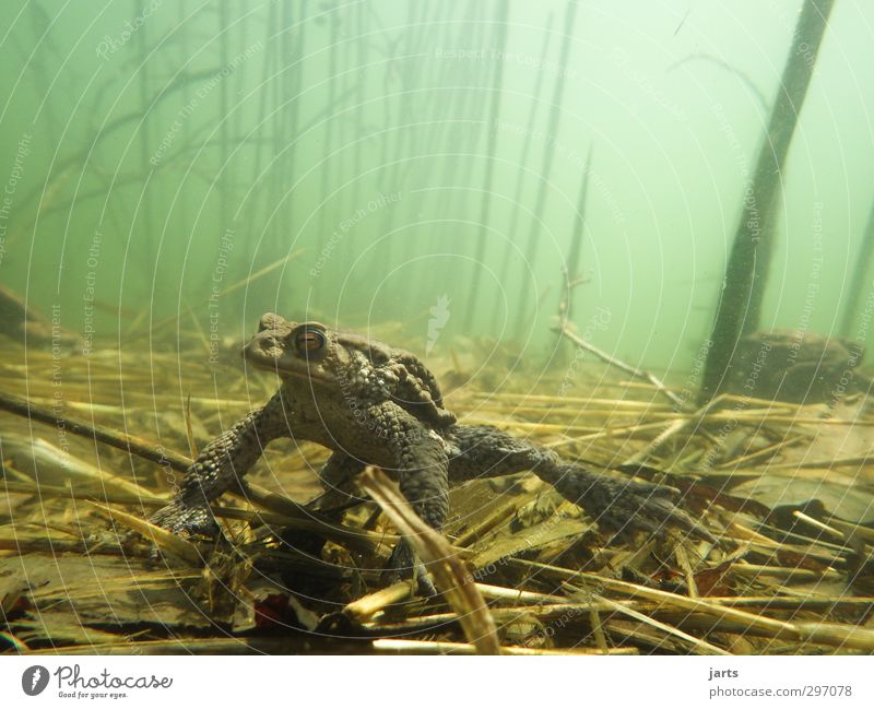 toad Nature Plant Animal Spring Summer Pond Lake Wild animal Frog 1 Swimming & Bathing Observe Dive Calm Restful Colour photo Exterior shot Underwater photo