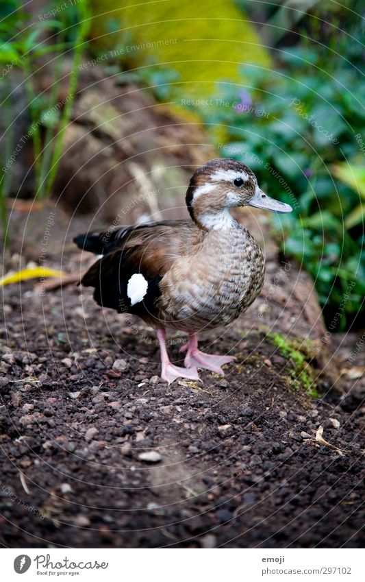 entertainment Environment Nature Animal Wild animal Duck 1 Baby animal Natural Colour photo Exterior shot Deserted Day Full-length
