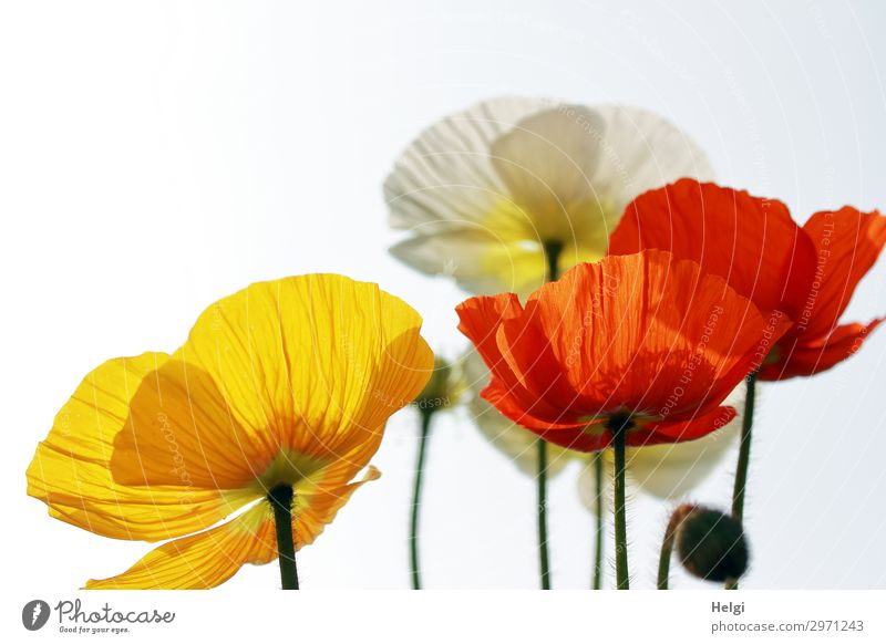 red, yellow and white blossoms of poppies in backlight Environment Nature Plant Spring Beautiful weather Flower Blossom Poppy Poppy blossom Bud Stalk Garden