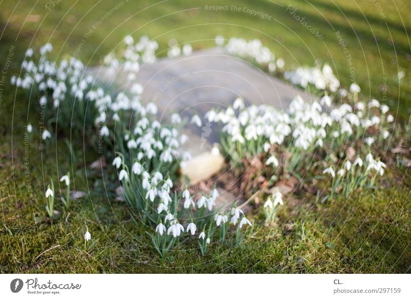 grave Nature Plant Earth Spring Flower Grass Blossom Park Meadow Blossoming Faded Sadness Grief Death Religion and faith Calm Pain Divide Decline Transience