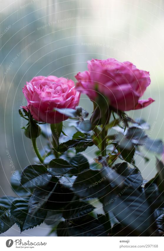 Cool Environment Nature Plant Spring Flower Rose Blossom Cold Natural Pink Colour photo Exterior shot Deserted Copy Space top Day Shallow depth of field