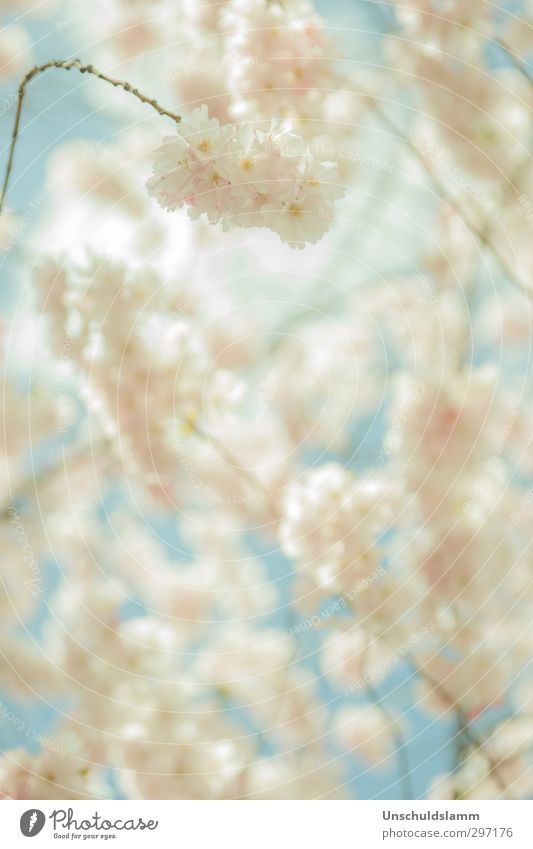 soft jumping Environment Nature Plant Sky Spring Beautiful weather Tree Blossom Cherry blossom Garden Blossoming Fresh Bright Blue Pink White Moody Happiness