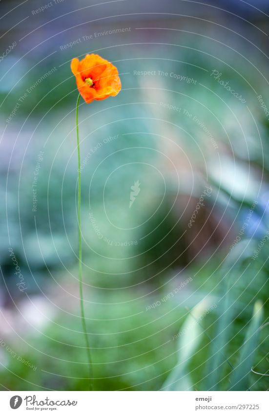 Weightless Environment Nature Plant Flower Blossom Natural Green Red Poppy Poppy blossom Colour photo Exterior shot Macro (Extreme close-up) Day