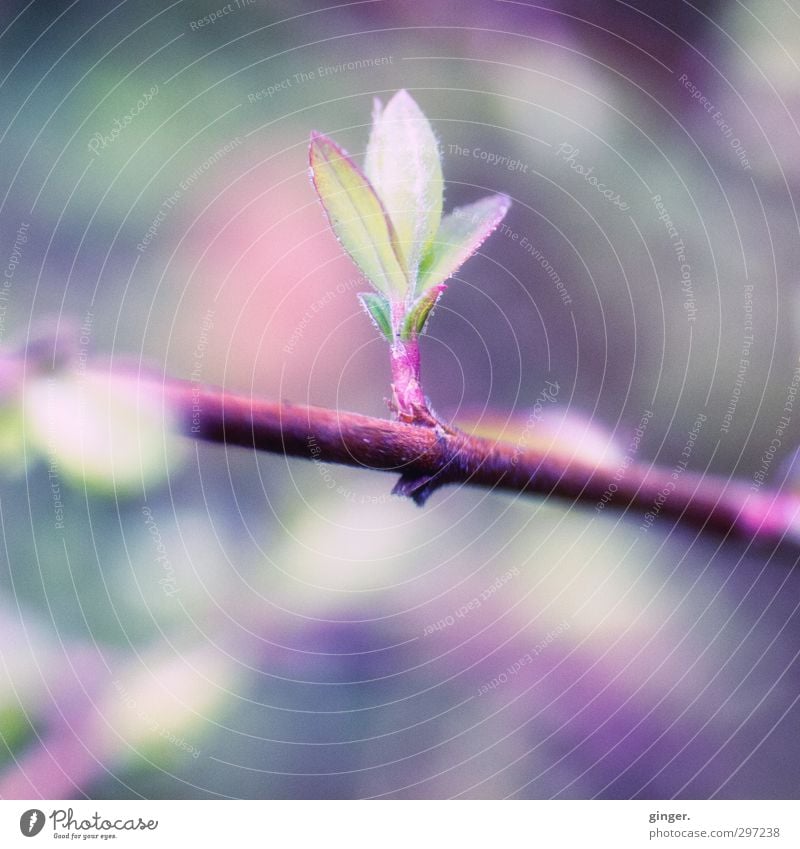 The purple deeper meaning of spring in April Environment Nature Plant Spring Bushes Leaf Garden Surprise Bud Leaf green Leaf bud Narrow Fine Delicate