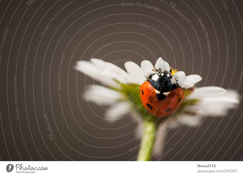 You can't be so smart, can you? Nature Plant Animal Spring Summer Beautiful weather Flower Garden Park Meadow Beetle 1 Red Happy Ladybird Ambitious Above