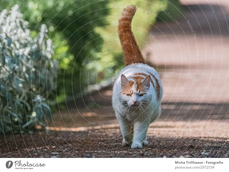 Walking cat in the park Nature Plant Animal Sunlight Beautiful weather Bushes Park Pet Cat Animal face Pelt Paw Domestic cat Head Eyes Tails 1 Going Looking Fat